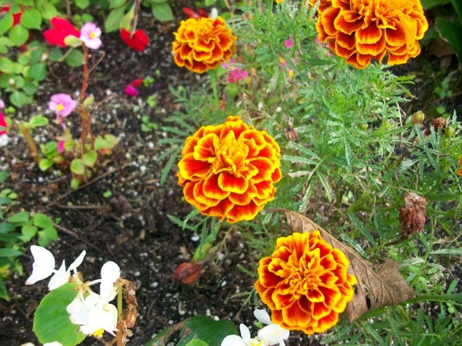 Colorful flowers in Ocean Beach garden.