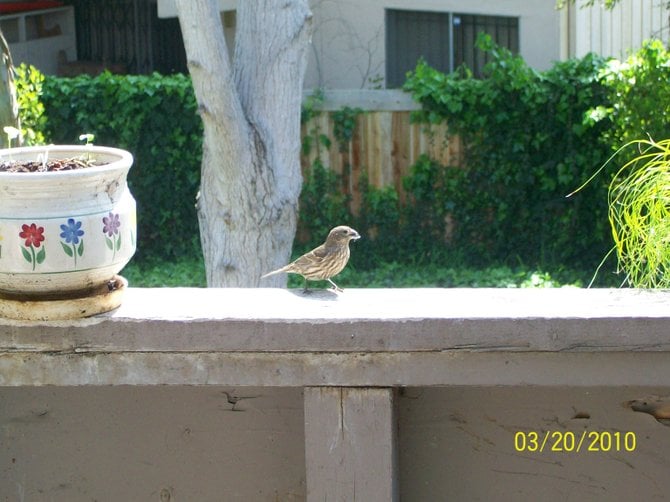 Hungry bird looking for some food in Ocean Beach.