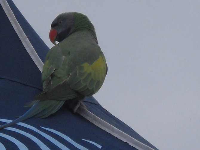 Wild parrot hanging around near PLNU.