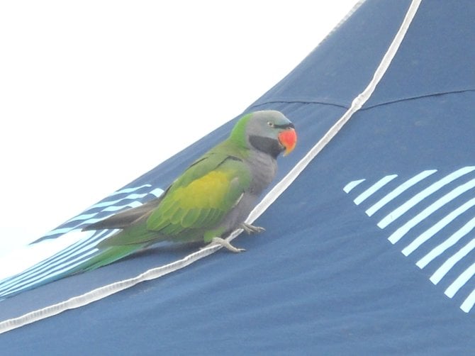 Parrot near PLNU beach clean-up event.