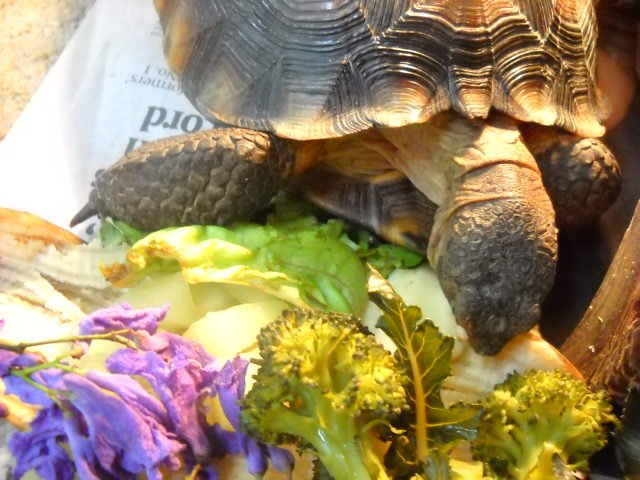 Turtle enjoying some healthy snacks on a sunny afternoon.