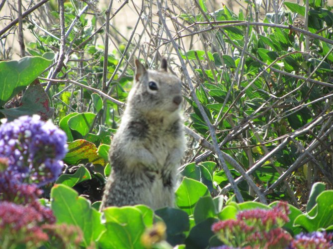 Carlsbad Personals:" Hi! I am Chip looking for Dale at the beach." :0)  www.scripca.com