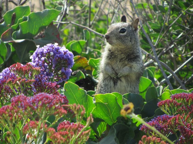 Hi! Have you seen Chip? I'm Dale at the beach in Carlsbad....www.scripca.com