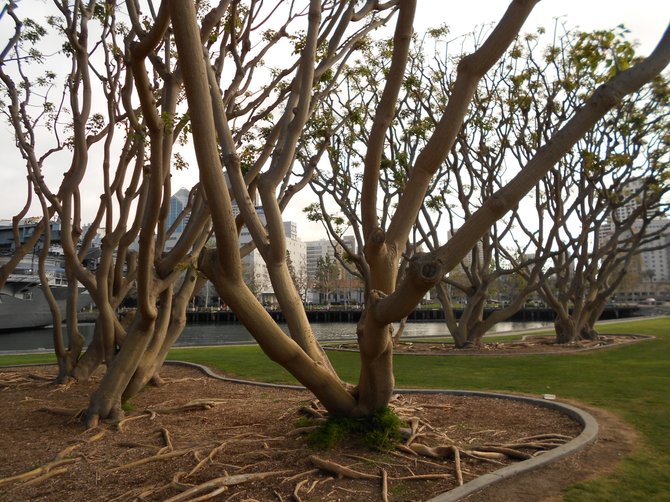 Sculptural-looking trees along San Diego Bay waterfront.