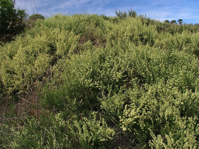 Spineshrub (Adolphia californica) 2012.  Rare native plant in heavy bloom during January.  Los Penasquitos Preserve.  