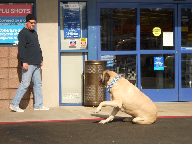 Friendly unleashed dog greeting customers at Rite Aid in OB.