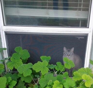 Cat just chilling in the window in Golden Hills home