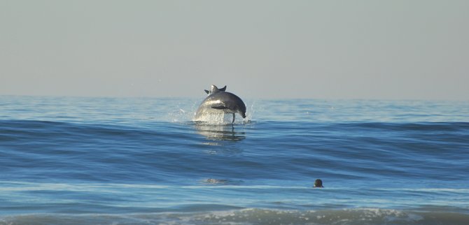 Two dolphins playfully jump out of the water at La Jolla Shores.