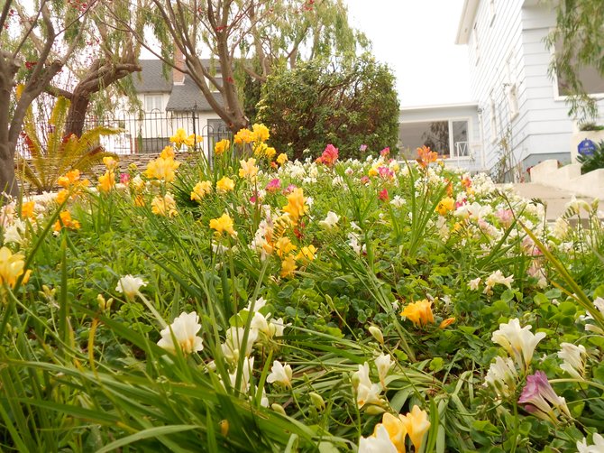 My colorful front yard on Santa Monica Ave. full of spring blossoms!