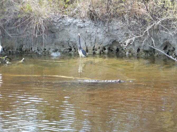 Is that what I think it is? A blue heron watches a gator swim by in Everglades National Park.