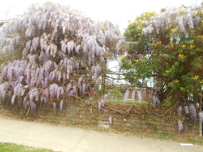 Wisteria blooming near Pt. Loma High School.