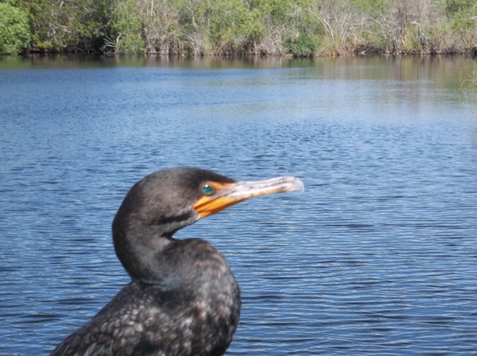 Profile view of a double-crested cormorant in Everglades National Park