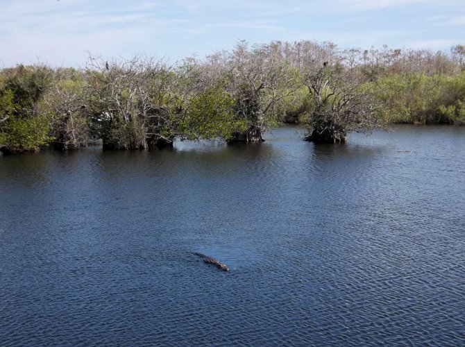 The natural beauty of Everglades National Park  