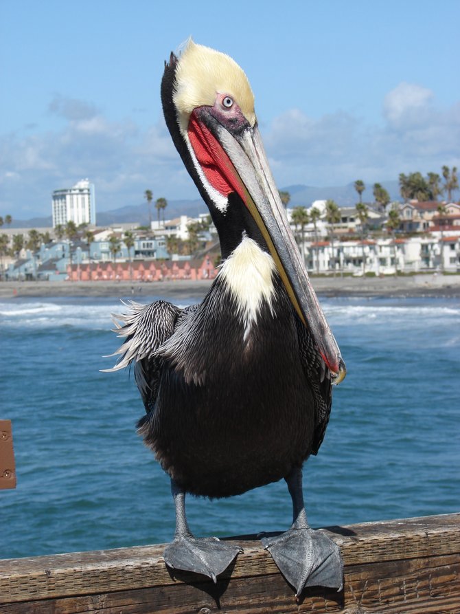Oceanside Pier Pelican