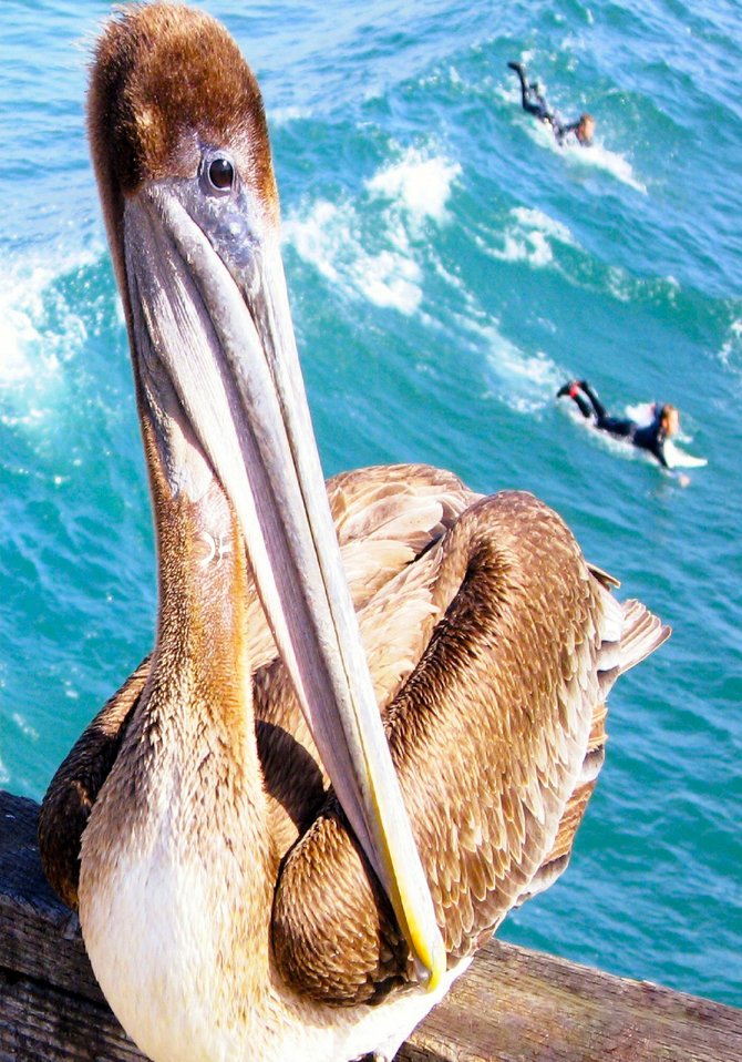 "Surfing: Bird's Eye View", Oceanside Pier, CA Photo: Brian Ribbey