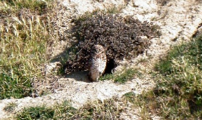 Burrowing owl at Torrey Pines State Natural Reserve