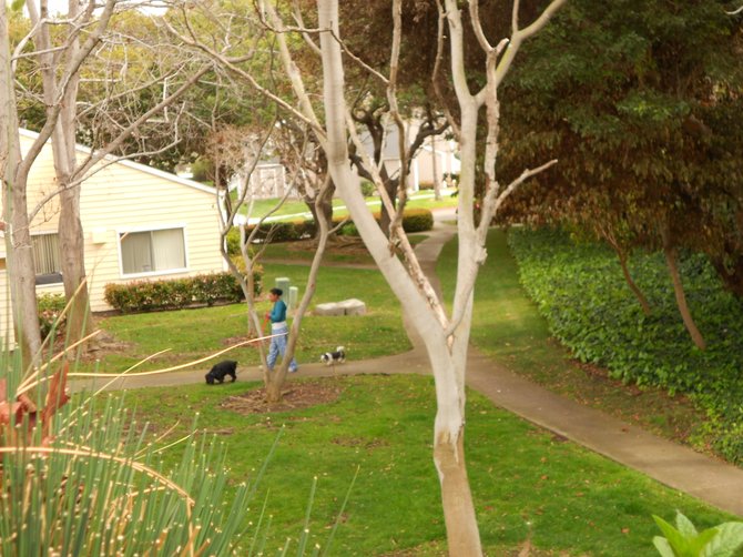 Dog walker (with leashed pets & poop bags!) at Mariner's Cove Apartments!