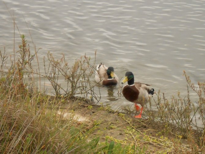 Friendly ducks across from Shelter Island.