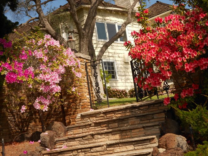 Beautiful blooming azaleas frame entrance to Point Loma mansion off Chatsworth Blvd.