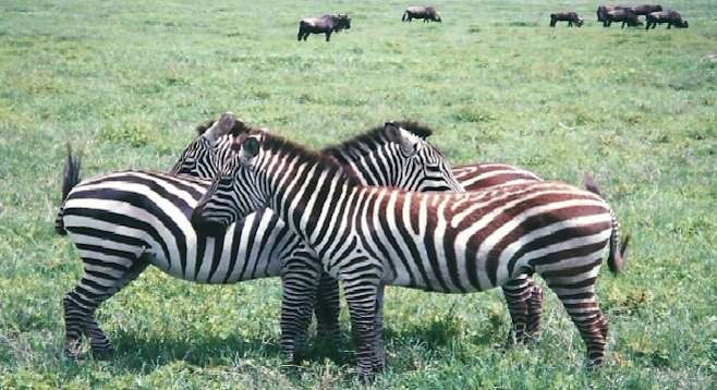 Zebras don't appear to be skittish in Tanzania's Ngorongoro Crater