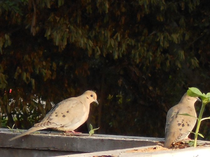 Mourning doves looking for some seeds in Ocean Beach.