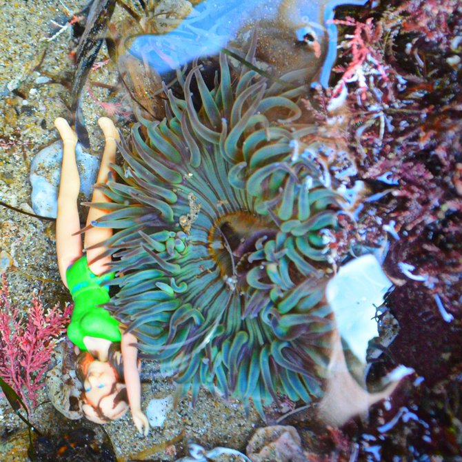 Tidepool toy left behind...