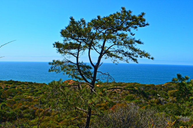 Beautiful view from the Torrey Pines trail