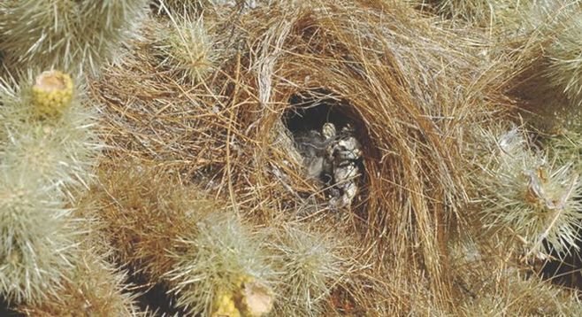 Boulder Canyon cactus wren nest
