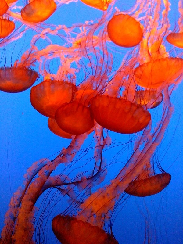 Jelly fish at the Monterey Bay Aquarium