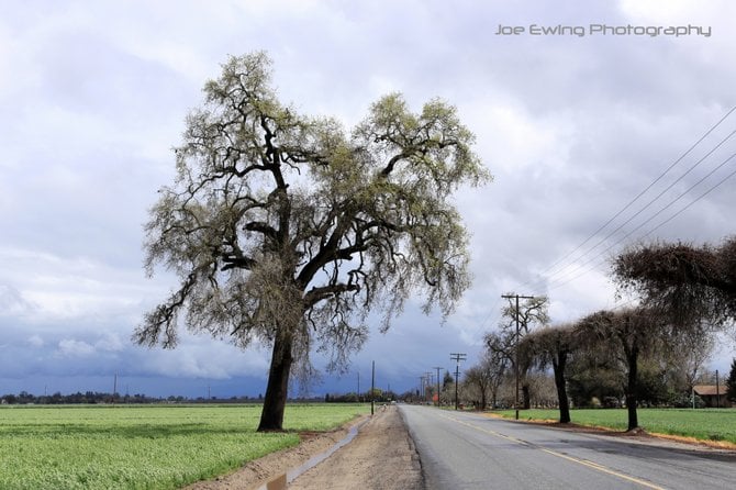 Visalia, California









Lone tree on a country road