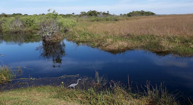 Bird watching from a trail in the Florida Everglades
