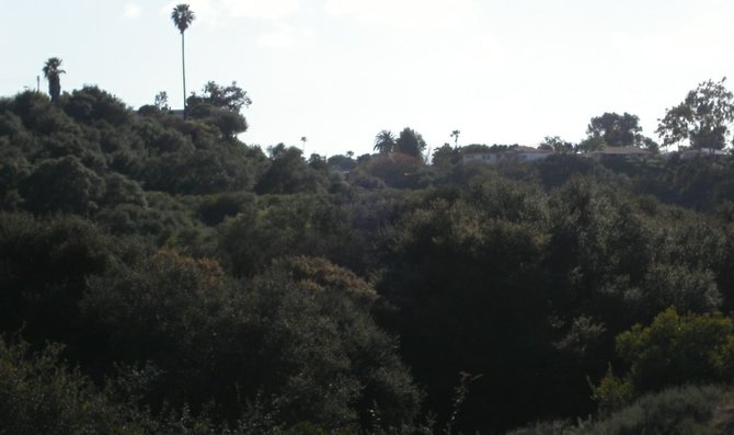 A densely wooded Clairemont canyon