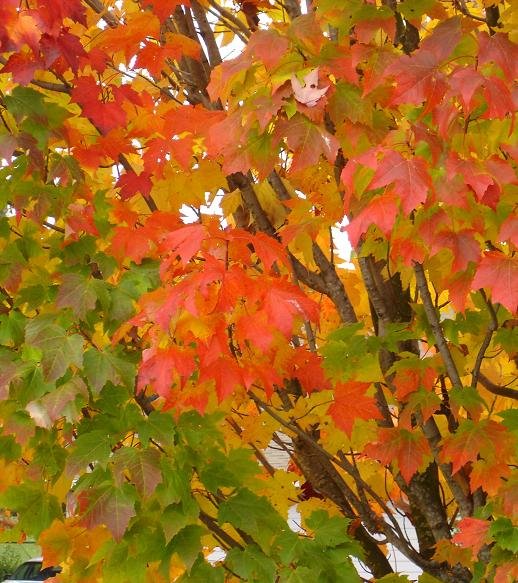  Washington state fall leaves