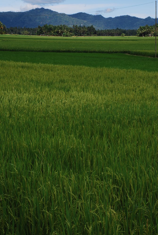 Main highway in Mindanao, Philippines - ocean to one side, rice fields to the other.