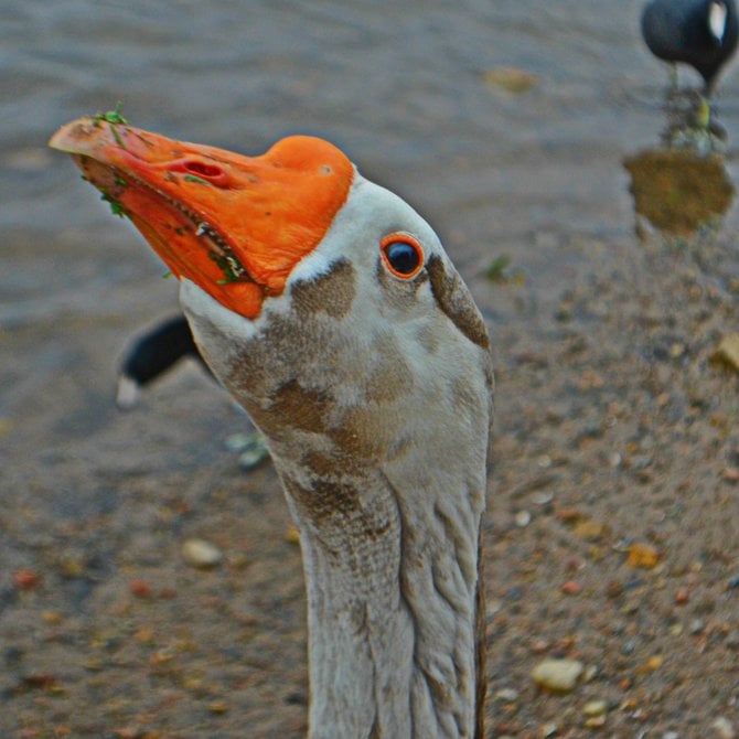 Face to face with a hungry goose at Lake Murray