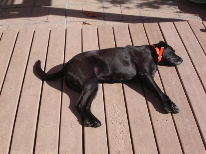 dog yoga on clairemont deck 