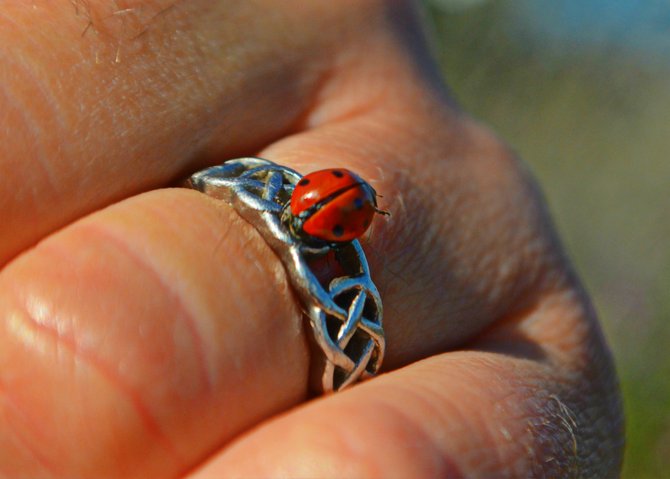 New jewel for my ring...until it flew away. :)

College Grove, San Diego