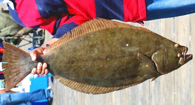 Halibut: catch of the day at Rosarito, Mexico's Sportfishing Pier.