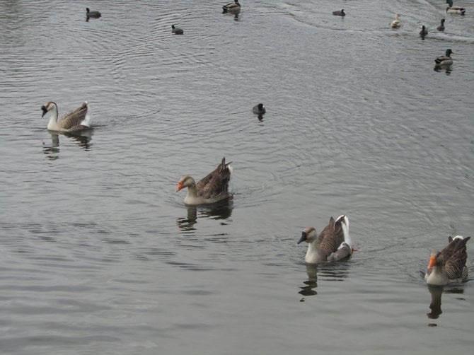 "Synchronized Swimming in Vista" www.scripca.com