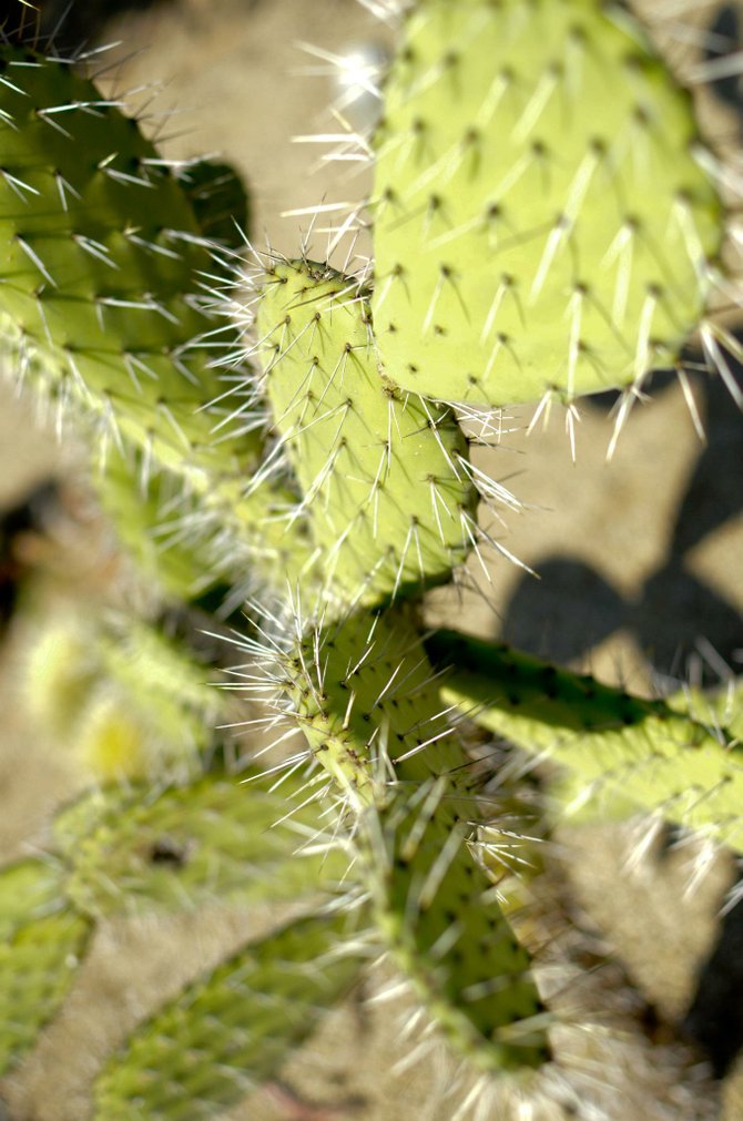 Cactus at Balboa Park, San Diego