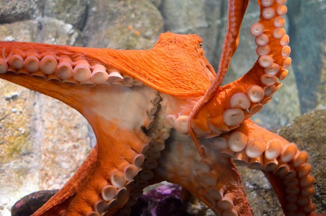 Octopus at Monterey Bay Aquarium- Monterey, CA