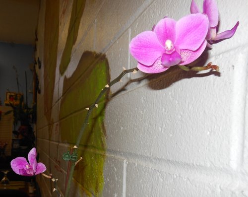 Live orchids grow up the walls