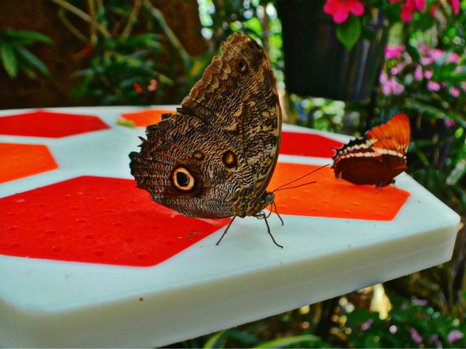 Butterfly Geometry

San Diego Safari Park