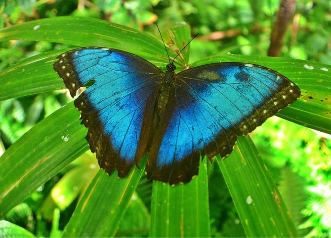 Blue Morpho at Rest

San Diego Safari Park