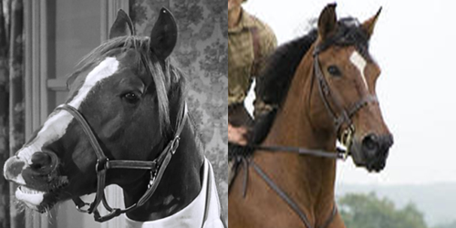 War Horse as Moe, Larry, and Joe's younger sister, Birdie.