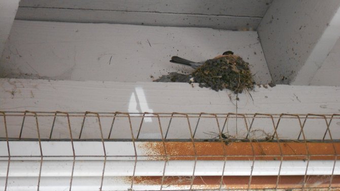 Bird nest in Ocean Beach parking garage.