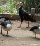 This bird was desperately trying to get anyone he could, running after them with the lettuce The San Diego Wild Animal Park (I refuse to ...