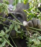 Adorable baby gorilla! The San Diego Wild Animal Park (I refuse to call it Safari Park) April 2012
