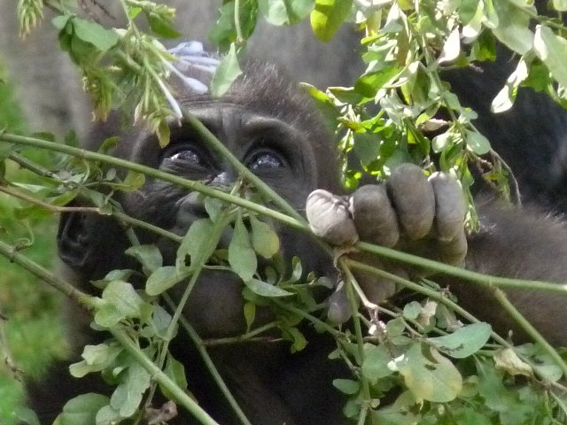 Adorable baby gorilla! The San Diego Wild Animal Park (I refuse to call it Safari Park)  April 2012