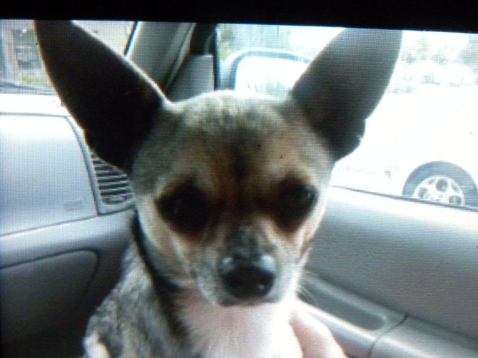 This Chihuahua was found in the vicinity of the Laundromat on the corner of Quince Street and Ninth Street in Escondido.  If his owner isn't found, he'll be available for adoption on April 17, 2012 (Escondido Humane Society).